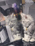 普安特宠物驱虫药猫咪驱虫体内外驱跳蚤犬虱非泼罗尼爱滴克+内驱 实拍图