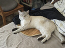 欢宠网宠物狗毛猫毛清理器强力吸尘器吸毛器吸床上猫咪毛发专用电动神器 实拍图