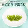 一杯香茶叶绿茶正宗明前早春龙井茶250g2026新茶春茶礼盒装自己喝散装 实拍图