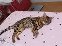 皇家室内成猫粮 I27 通用粮 12月以上 2KG 实拍图