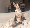 欢宠网宠物猫咪绝育服猫手术服母猫衣服断奶术后恢复猫猫小猫透气防舔衣 实拍图