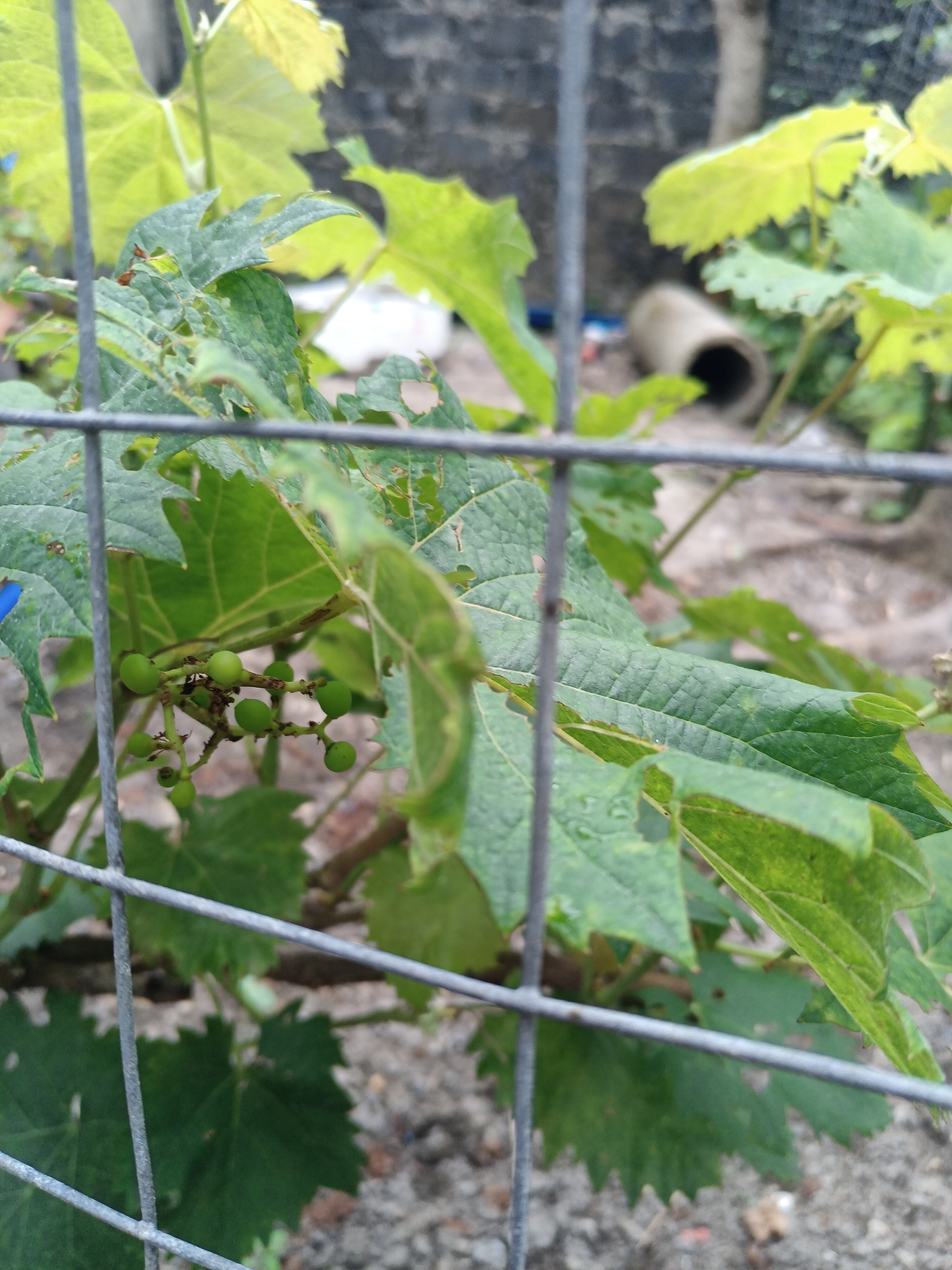 欧悟【买2颗送1颗】嫁接葡萄树苗 南北方种植盆栽地栽庭院阳台果树苗 巨峰葡萄 六年大苗当年结果 实拍图