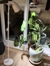 光联天下led全光谱植物补光灯自然光块根龙舌兰月季兰花生长灯鱼缸爆藻灯 30W【全光谱5000K】植物补光 实拍图