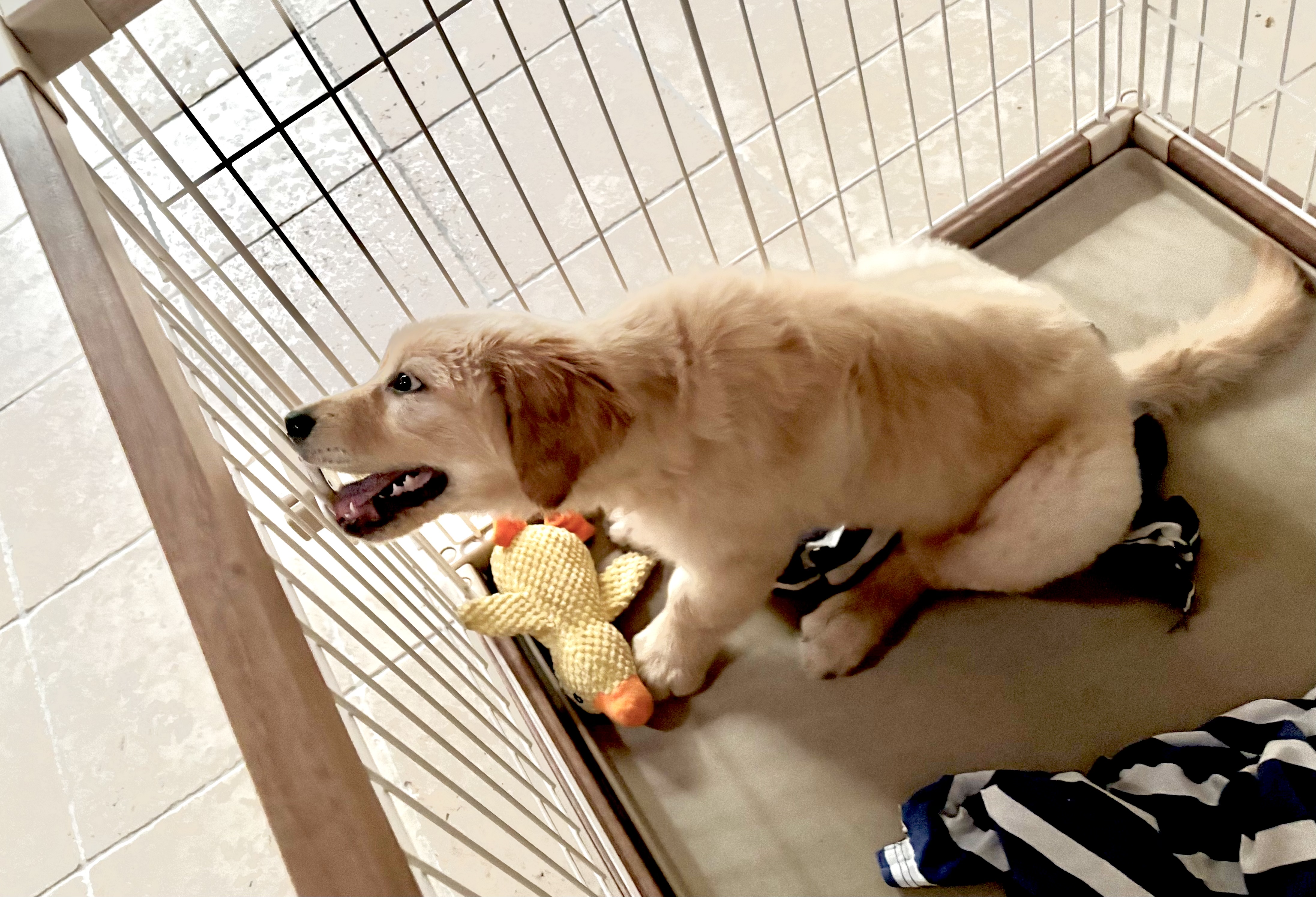 爱丽思（IRIS）狗围栏宠物笼子狗狗木质狗栅栏猫咪护栏大型犬泰迪用品 XL号茶色【加长加高款】 笼顶需加拍 实拍图