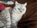 宠德多猫包外出便携包猫太空舱宠物猫咪狗狗外出双肩包猫书包12孔 侧开款黑底白壳（18斤内猫） 实拍图