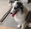 多尼斯（DOGNESS）狗狗牵引绳遛狗绳狗链子项圈小中型犬泰迪柯基法斗博美马犬 红M 实拍图