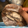 富昌 墨鱼干200g 目鱼干 乌贼淡晒福建特产海鲜干货火锅煲汤食材 实拍图