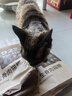 京东京造全价冻干猫粮6kg幼猫成猫粮无谷高鲜肉猫咪猫粮 实拍图