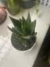 花翁芦荟盆栽室内净化空气绿植物办公桌面多肉四季花卉仙人掌源头直发 实拍图