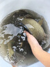 川泽伊势尼鱼钩子线双钩成品绑好挂仕防缠绕钩套装野钓湖库大物鲢鳙钩 钩4#线1.5#+钩5#线2.0# 20副组合装 实拍图