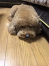 麦富迪狗粮 藻趣儿狗粮成犬粮牛肉螺旋藻 均衡营养15kg/30斤 实拍图