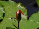 Ourlife【全网热销】M105口袋云手持运动相机pocket云台相机Vlog 智能人脸跟踪 旋转镜头数码摄像1.72英寸 M105TR黑【云台旗舰】墨黑如海 64GB内存【全套配件+转接口】98% 实拍图