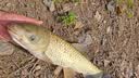 达亿瓦（DAIWA）月光柔 并继式鲫鱼竿 台钓竿鲫竿 手竿碳素钓鱼竿垂钓鲫鱼杆手杆 4.5m 15尺 实拍图