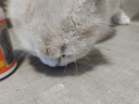 普安特宠物狗狗猫咪微量元素片防异食癖啃土吃草营养补充乳钙片 实拍图