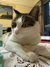 皇家（ROYAL CANIN）泌尿道处方猫粮LP34稀释尿液溶解鸟粪石猫全价处方粮配方粮1.5KG 实拍图