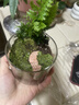 八芽趣味鲜活苔藓微型景观创意室内桌面生态绿植盆栽盆景懒人好养植物 山野人家 带玻璃杯 实拍图