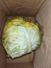高原夏菜新鲜包菜卷心菜绿甘南菜甘蓝圆白菜时令蔬菜健康营养早餐 3斤净重农家好菜 实拍图