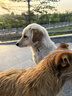麦富迪狗粮 藻趣儿狗粮成犬粮牛肉螺旋藻 均衡营养15kg/30斤 实拍图