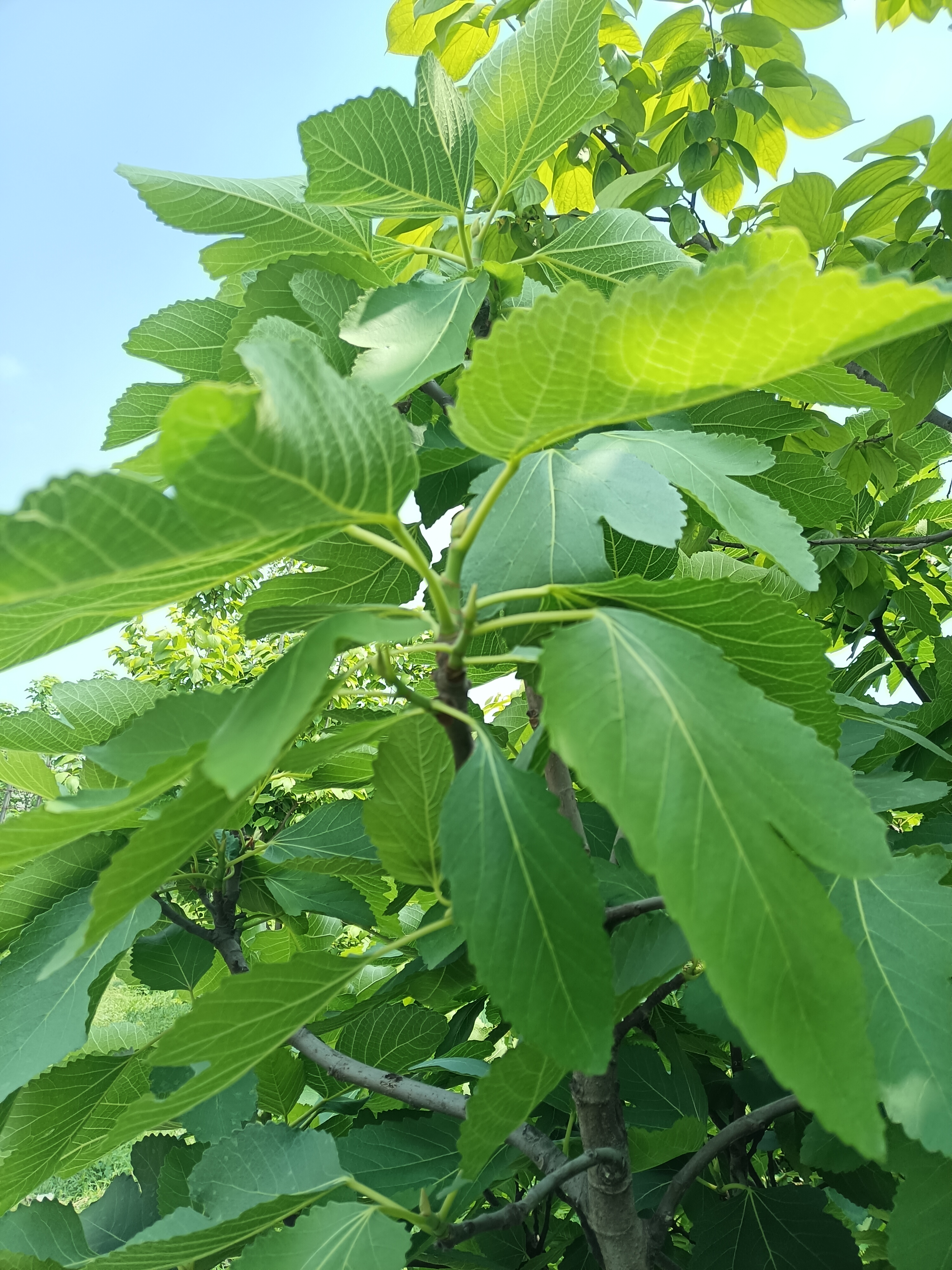 康奈 男鞋牛皮鞋套脚正装男鞋透气舒适一脚蹬中老年爸爸商务休闲鞋40 实拍图