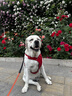 皇家狗粮 拉布拉多成犬狗粮 宠物大型犬 LR30 全价犬粮 ≥15月 12KG 实拍图