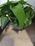 京东绿植绿萝盆栽除甲醛花卉绿植办公室新房净化空气180加仑1盆装源头直发 实拍图
