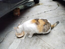 麦富迪 猫罐头 宠物猫咪零食猫湿粮罐头 吞拿鱼鸡肉味 170g*12 实拍图