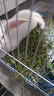 BCM烘干紫花苜蓿草 幼兔兔粮 干草兔子牧草龙猫荷兰猪磨牙饲料750g 实拍图