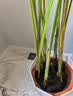 植男植女散尾葵绿植客厅大盆栽落地发财树办公室高级感送货到家 实拍图