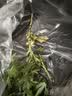 艾草新鲜食用蔬菜现摘清明草粑粑青团3斤顺丰艾叶新鲜艾草叶 【顺丰快递】 2500g 实拍图