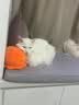 皇家幼猫猫粮 幼猫奶糕 K36 通用粮 4-12月 10KG 实拍图