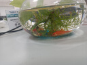 金鱼草金鱼观赏鱼冷水好养耐活小鱼苗锦鲤 2-4cm 红草金买3条送3条（加备损） 实拍图