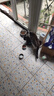力狼猫条猫咪零食幼猫成猫宠物罐头猫咪汤包湿粮 【囤货推荐】5种口味15g*50支 实拍图