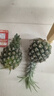 广东湛江徐闻菠萝 香水菠萝 热带水果 2个 净重2.6-2.8斤 单果1.3斤起 实拍图