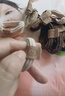 佰萃莱小熊皮筋头绳无接缝发绳发圈高弹力橡皮筋网红扎头发儿童女高级感 实拍图