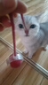欢宠网猫玩具猫咪自动逗猫球棒电动自嗨神器自己玩解闷猫猫小猫幼猫宠物 实拍图