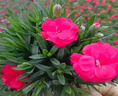 沭之美康乃馨盆栽母亲节礼物观花植物  康乃馨红色+0.5加仑盆 源头直发 实拍图
