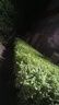 普朗德汽油割草机大功率家用除草机打草机四冲程汽油机水稻收割机农具 实拍图