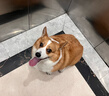 伯纳天纯鸭肉梨冻干三拼全价狗粮中大型犬小型犬成年犬粮10kg/20斤 实拍图