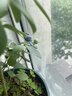 九千谷 园艺工具3件套 迷你小铲子花铲耙子套装种植家庭种菜养花2012 实拍图
