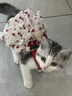 阿莫尔猫咪衣服夏天薄款甜美连衣裙防掉毛布偶金渐层狗狗衣服吊带蛋糕裙 樱桃蛋糕裙【透气柔软】 XS（建议1-3斤 参考胸围背长） 实拍图