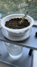 花盆托盘加厚塑料花盘底盘垫接水盘花盆垫底多肉圆形底托花盆底座 白T120【内径9cm】 实拍图