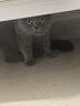 伟嘉猫粮成猫夹心粮 全价粮吞拿鱼1.3kg布偶蓝猫橘猫加菲英短猫咪 实拍图