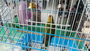 万宠汇 鸟活体虎皮鹦鹉笼养牡丹玄风活鸟学说话手养小太阳鹦鹉宠物鹦鹉 爱情鸟鹦鹉一只 实拍图