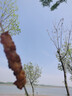 尚烤佳（Suncojia）户外木炭烧烤炉烧烤架家用碳烤炉便携可折叠烤串炉烤肉架烧烤工具 实拍图