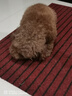 宝路狗磨牙棒狗零食 洁齿棒成犬狗狗通用犬金毛泰迪柯基 75g*3包 实拍图