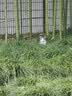 苏菲【黄油小熊】极薄0.1日用卫生巾230mm30片无感透气姨妈巾自营官方 实拍图
