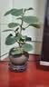 京云梦小盼菩提绿植盆栽小盆景办公阳台禅意花卉送礼+舍得盆源头直发 实拍图