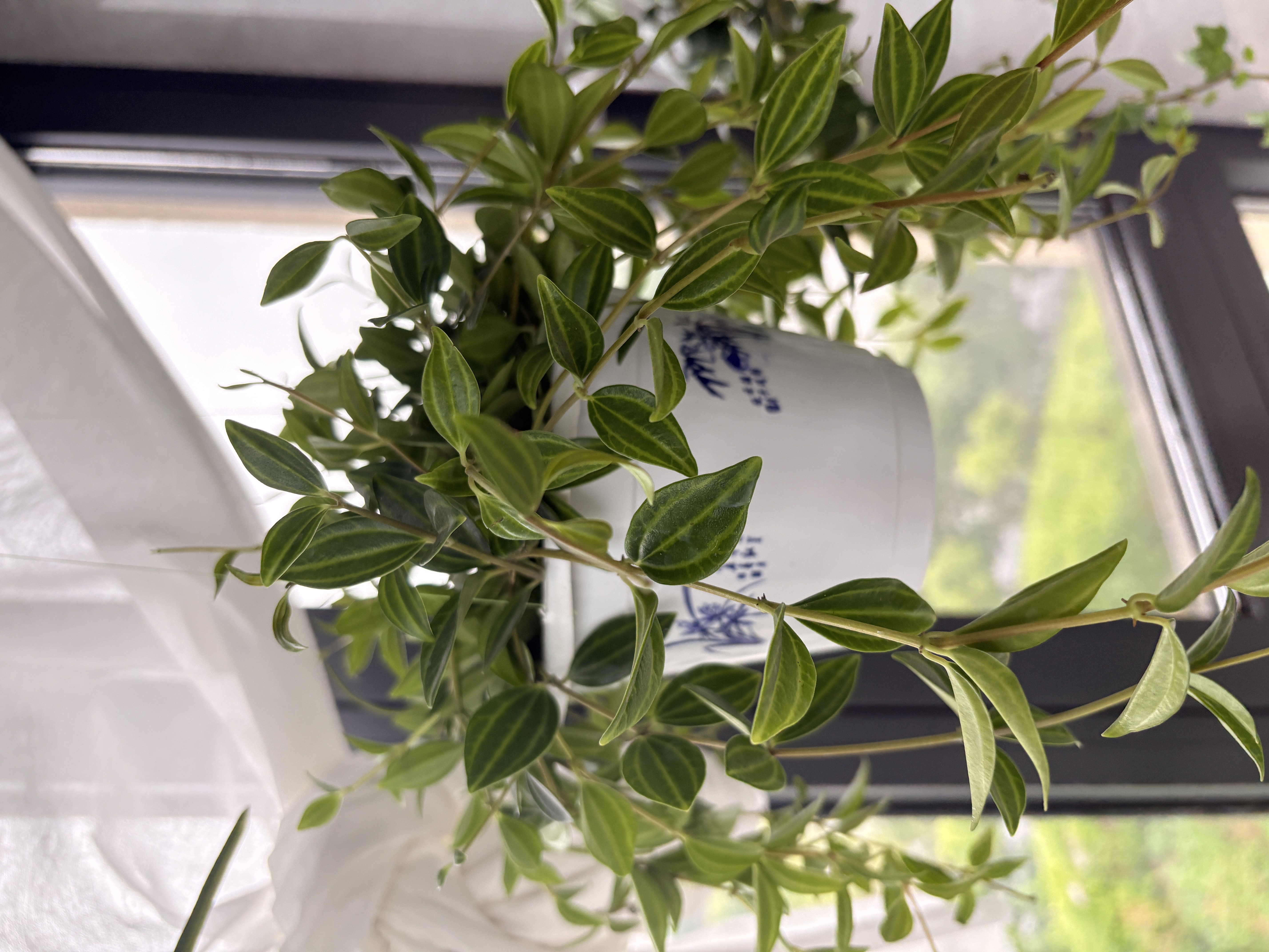 叹为观止18种吊兰任你选金边吊兰各种盆栽花卉客厅垂吊桌面植物净化空气 钻石翡翠 含盆 实拍图