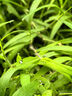 云南白药牙膏口腔护理经典套装 护龈亮白祛渍 清新口气3支装535g+牙刷2支 实拍图