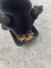 顽皮（Wanpy）Happy100果饭儿全价双拼成犬粮鸡肉三文鱼冻干 2kg 实拍图